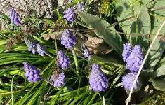 Blumen10.webp