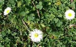 Blumen11 Gänseblümchen.webp