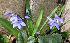 Blumen13.webp