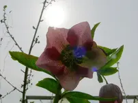 Blumen14.webp