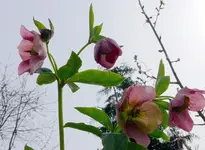 Blumen15.webp