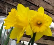Blumen16-Narzissen.webp