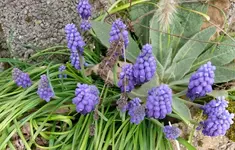 Blumen17.webp