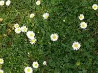 Blumen18.webp