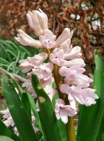 Blumen19.webp