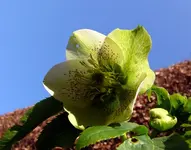 Blumen Christrose.webp