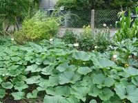 Kuerbisfeld.webp