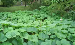 Kürbisfeld-8-13.webp