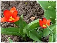 erste Tulpen.webp