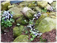 Leberblümchen.webp