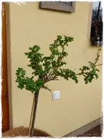 Roseria de Hay.webp