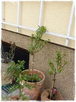 drei Pfleglinge.webp