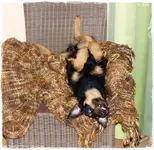 Branko relaxed.webp