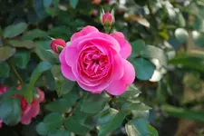 Leonardo da Vinci 08.09.webp