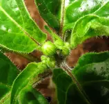 blüten.webp