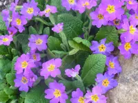 RIMG0068.webp
