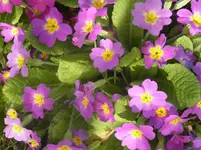 RIMG0070.webp