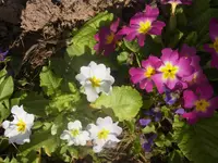 RIMG0071.webp
