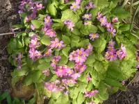 RIMG0077.webp