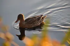 Tiere10.webp