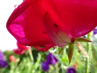 Makro19.webp