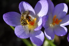 Makro3.webp