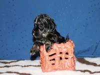 Annabell29.Tag1.webp