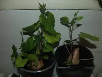 2014-03-18 Suesskartoffel .1 + .2.webp