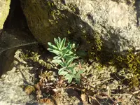 SAM_3239.webp