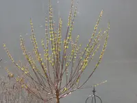 SAM_3245.webp