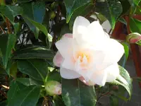 SAM_3249.webp