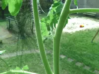 G Blüte.webp