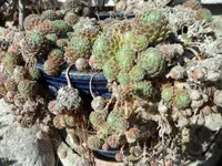 SAM_3251.webp