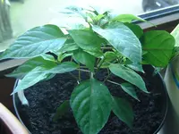Chili.webp