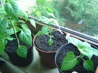 Chili (2).webp