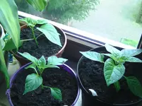 Chili (3).webp