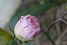 _DSC4741.webp