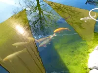 grüne Hölle klares Wasser 20.03 (1).webp