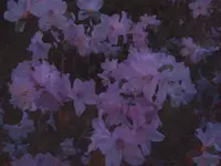 garten 1 026.webp