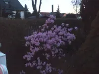 garten 1 025.webp