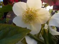P1110672.webp