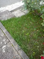 Traubenhyatzinthe 2.webp