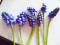 Traubenhyazinthe 001.webp