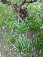 Traubenhyazinthe.webp
