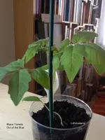 blaue tomate.webp