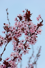 Blutpflaume in voller Blüte_700.webp