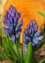 2 Hyazinthen blau_900.webp