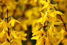 gelbe Forsythie blüht_1024.webp