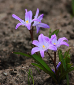Scilla lila_900.webp