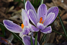 2 lila_weiss gestreifte Krokusse_1024.webp